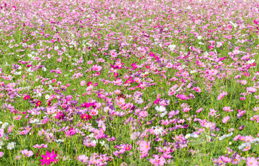 pink cosmos flower blooming in the field