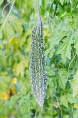 bitter gourd hanging on a vine in garden