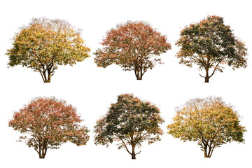 set of big tree in autumn isolated on white background