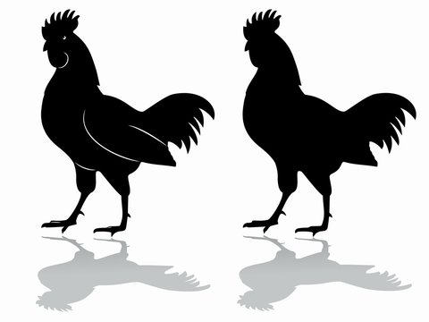 silhouette of rooster, vector draw