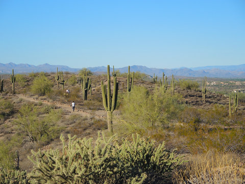 After an unusally heavy winter rain, McDowell Mountain Regional Park in Arizona, glistens in a new shade of freshened green.   