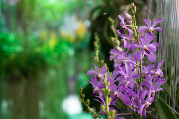 vanda orcid flower. (select spot focus)