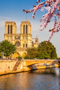 Fototapeta Notre Dame de Paris at spring, Paris, France