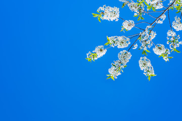 Spring blooming cherry over the sky background