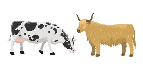 Bull and cow farm animal vector illustration.