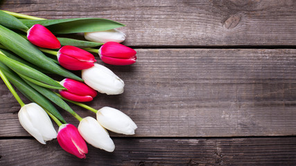 Bright  pink  and white tulips flowers  on aged  wooden background.