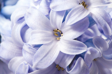 spring hyacinth flower macro floral background
