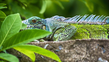 Iguana