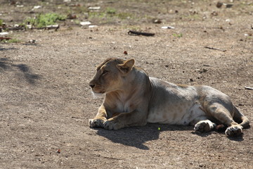 Asiatic Lioness