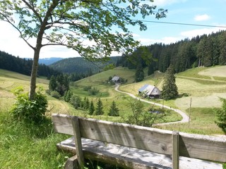 Break in the black forest 