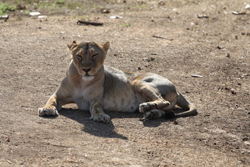 Asiatic Lioness