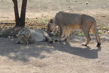 Cozying up to each other