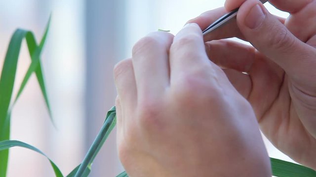 agriculture en serre 