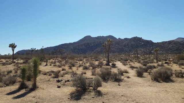 Pan view of a field full of yucca palms called joshua trees, in Joshua tree national park, in California, United states of america