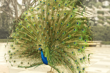 Obraz premium Royal peacock displaying its tail in Madrid, Spain