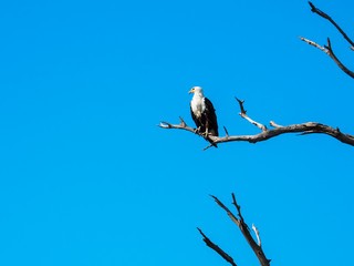 African fish eagle standing on dry tree branch with blue sky