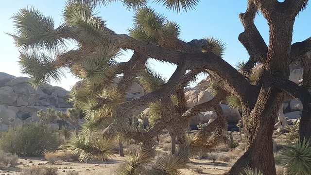 Pan view of Joshua trees and rocks, at Joshua tree national park, in California, United states of america