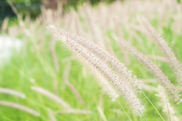 grass flower in the garden