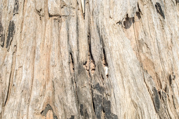 Wood texture
