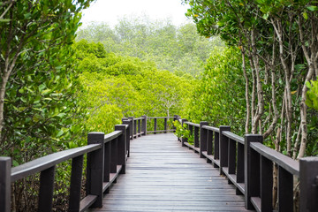 Fototapeta premium Wood boardwalk between Mangrove forest and blue sky ,Study natural trails