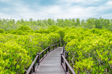 Fototapeta na wymiar Wood boardwalk between Mangrove forest and blue sky ,Study natural trails