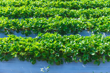 strawberry plant agriculture industry in Asia north of Thailand.
