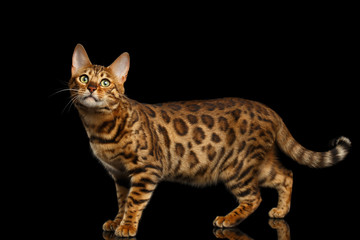 Spotted Bengal cat standing on isolated Black Background, side view