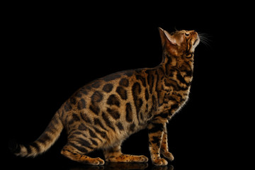Spotted Bengal Cat Hunts, Looking up on isolated Black Background, side view