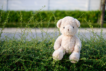 Cute Teddy bear in park. Concept relaxation in the garden