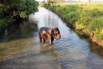 Elephant bath in the river.