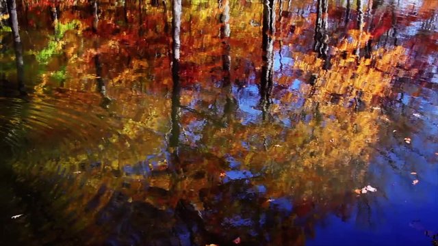 Seamless loop features fall foliage reflected on a pond's surface. 