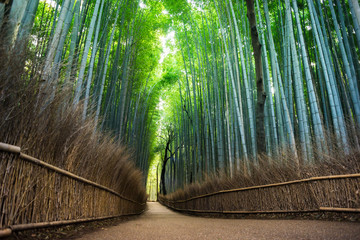  Arashiyama bamboo forest