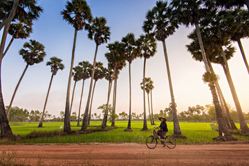 woman riding bicycle to go home accross the sugar palm tree farm in the evening.