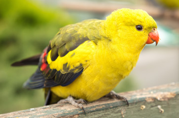 Yellow bird