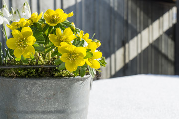 The first signs of spring. Winter aconite and snowdrops