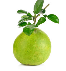 Fresh Grapefruit, green on white background