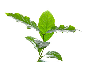 Leaves coffee tree isolated on white background