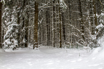 Winter woodland