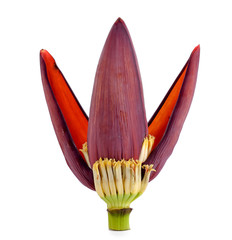 Banana flower isolated on white background