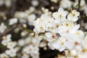 Obraz premium Flowering plum in the spring garden. 