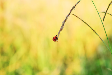 Ladybug