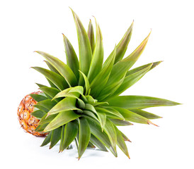 Fototapeta premium Pineapple on a white background