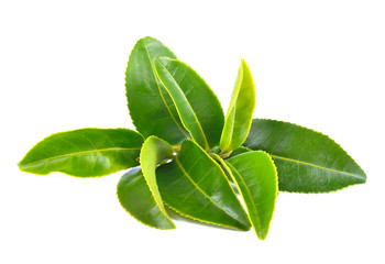 Green tea leaves on a white background