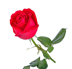 Fototapeta premium Beautiful red roses on a white background