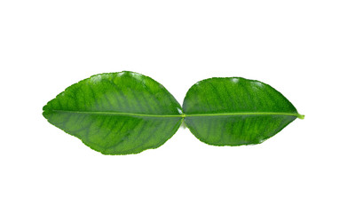 Kaffir lime leaves on a white background