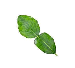 Kaffir lime leaves on a white background