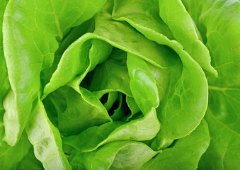 Fresh lettuce leaves, close up