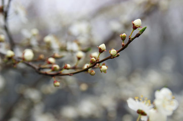 Flowering plum in the spring garden.
