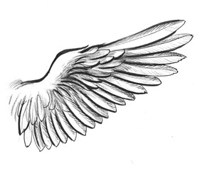White wing drawing