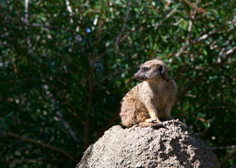 Naklejka na ściany i meble Single meerkat (suricata suricatta) crouched down on a rock looking out for predators, looking to viewers left. Green leaves soft focus in background.
